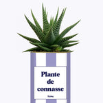 Plante de connasse - Plante