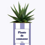 Plante de connasse - Plante