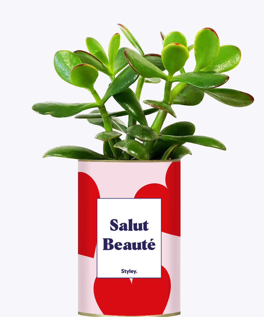 Salut beauté - Plante