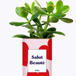 Salut beauté - Plante