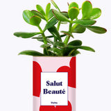 Salut beauté - Plante