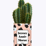 Joyeux anniv morue - Plante