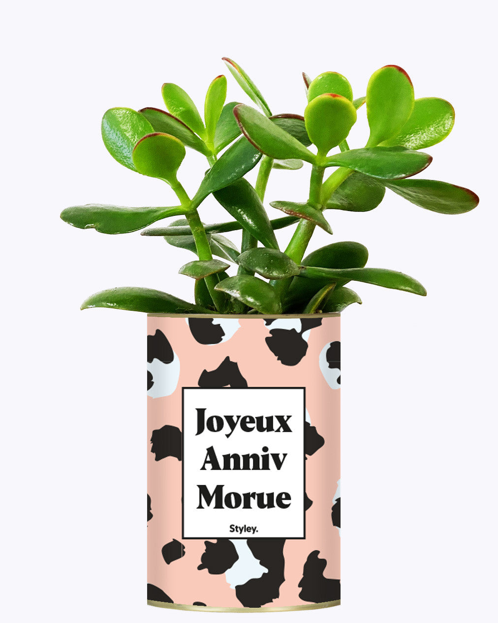 Joyeux anniv morue - Plante
