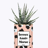 Joyeux anniv morue - Plante