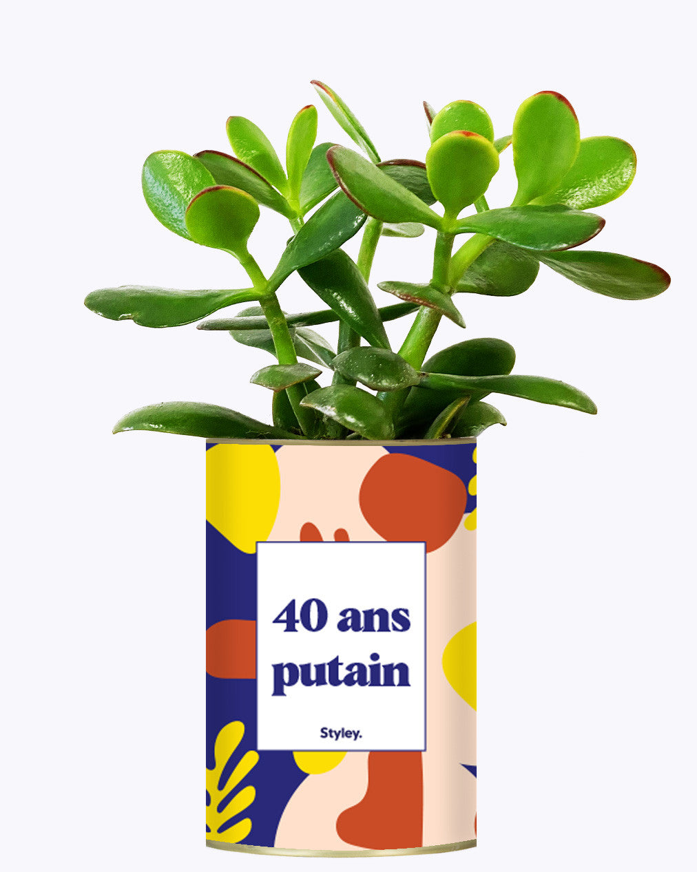 40 ans putain - Plante