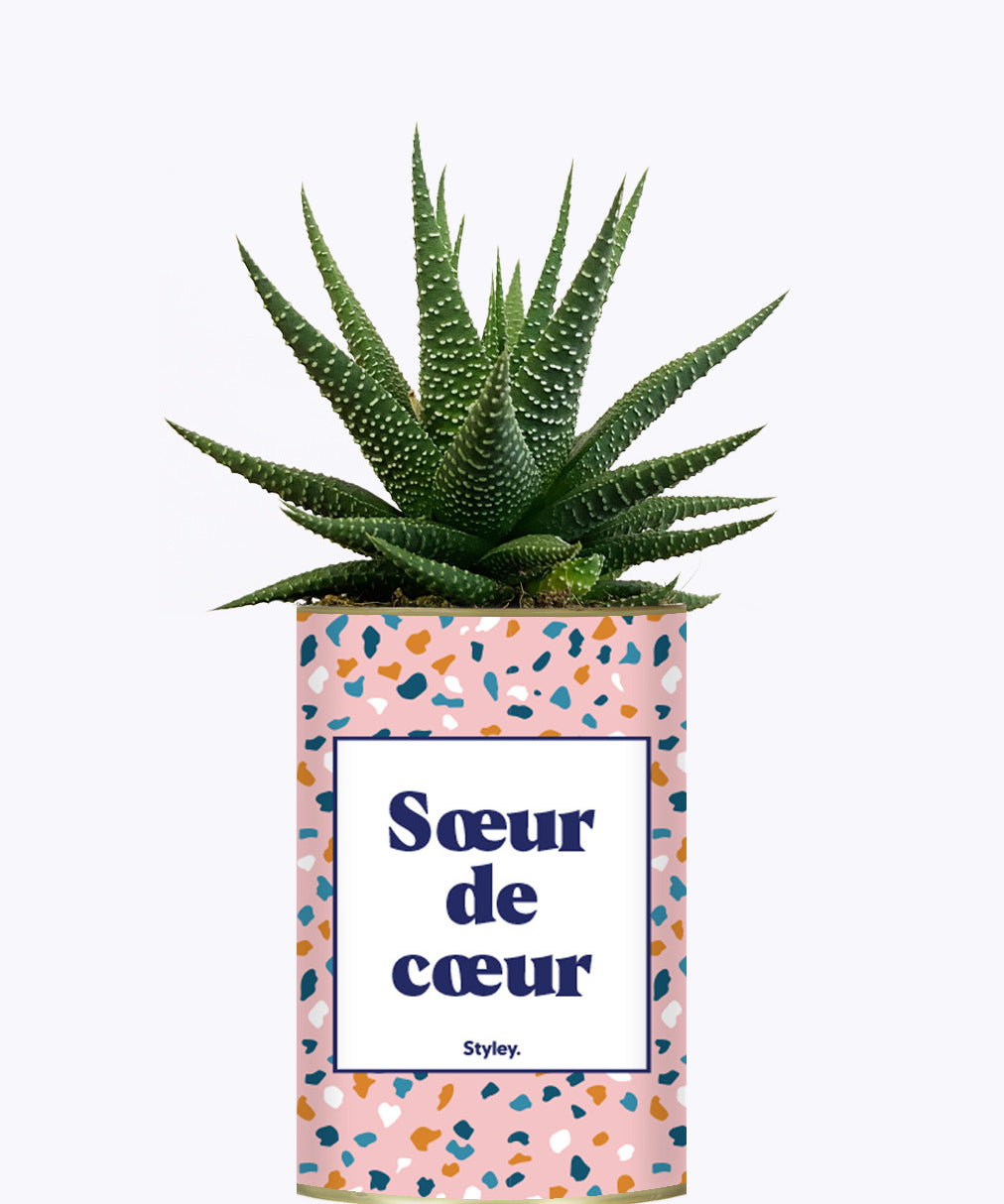 Soeur de coeur - Plante