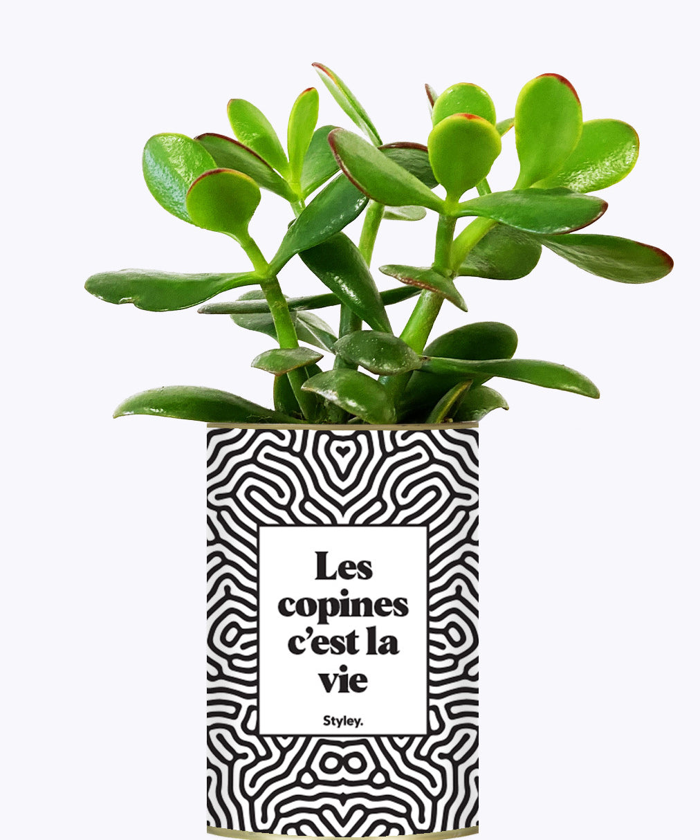 Les copines c'est la vie - Plante