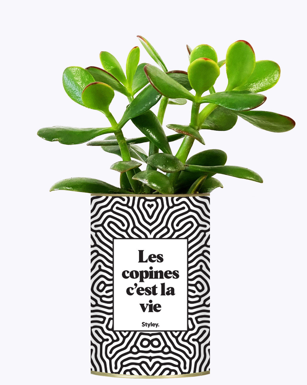 Les copines c'est la vie - Plante