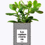 Les copines c'est la vie - Plante