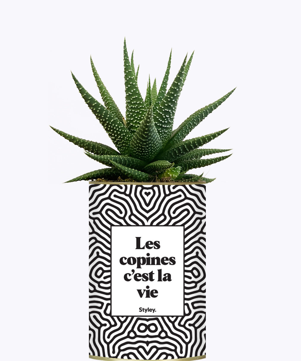 Les copines c'est la vie - Plante