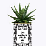 Les copines c'est la vie - Plante