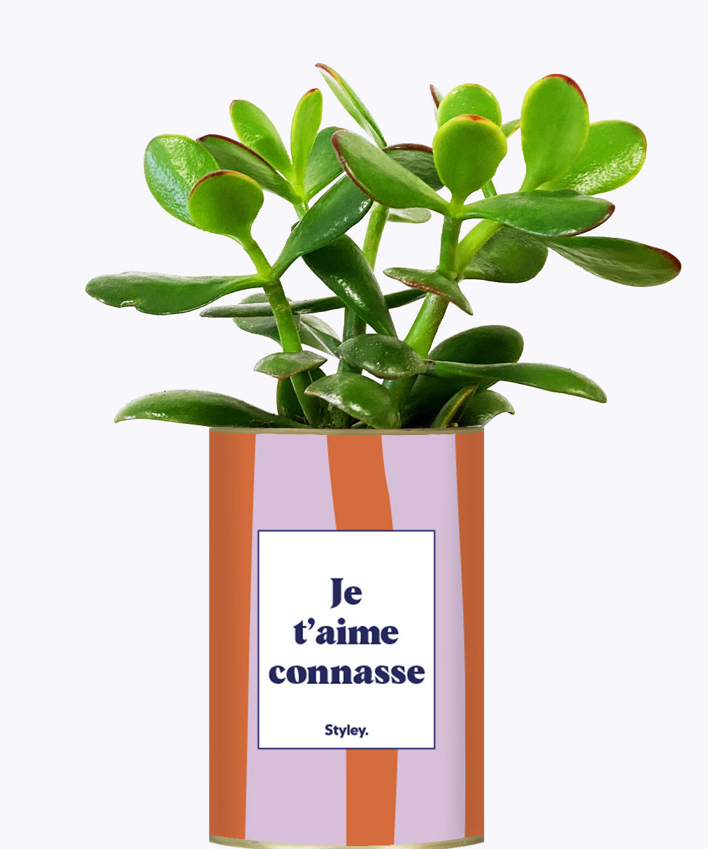Je t'aime connasse - Plante
