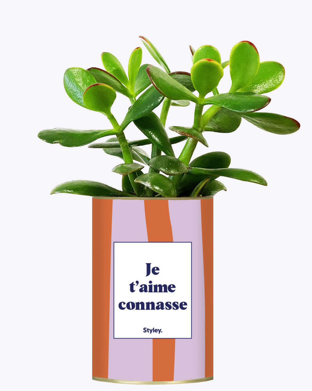 Je t'aime connasse - Plante