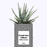 Grand-mère personnalisable  - Cactus