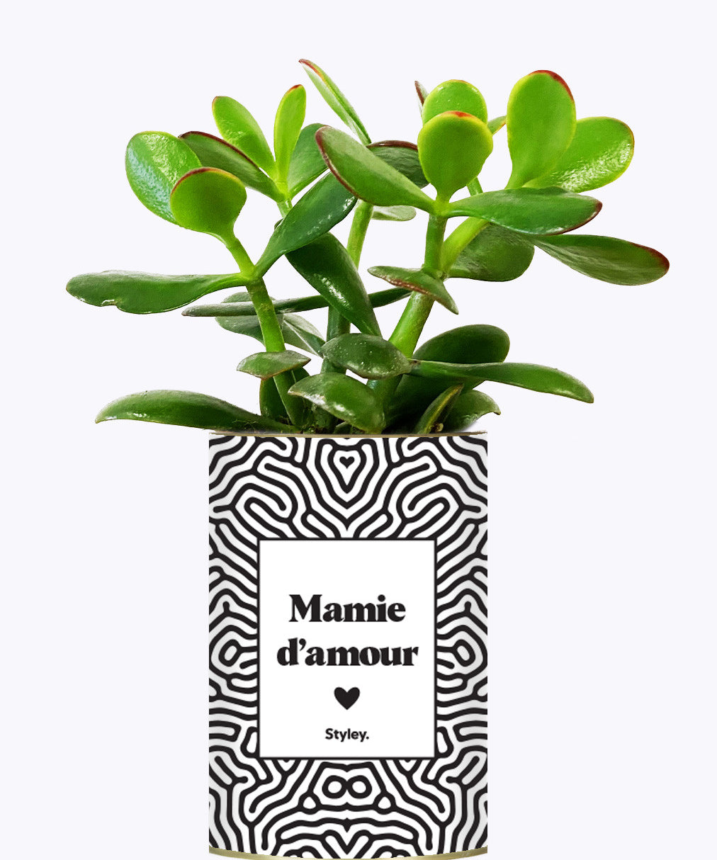 Mamie d'amour - Cactus
