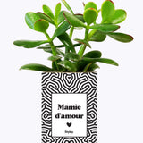 Mamie d'amour - Cactus
