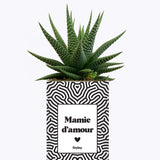 Mamie d'amour - Cactus