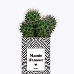Mamie d'amour - Cactus