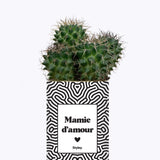 Mamie d'amour - Cactus
