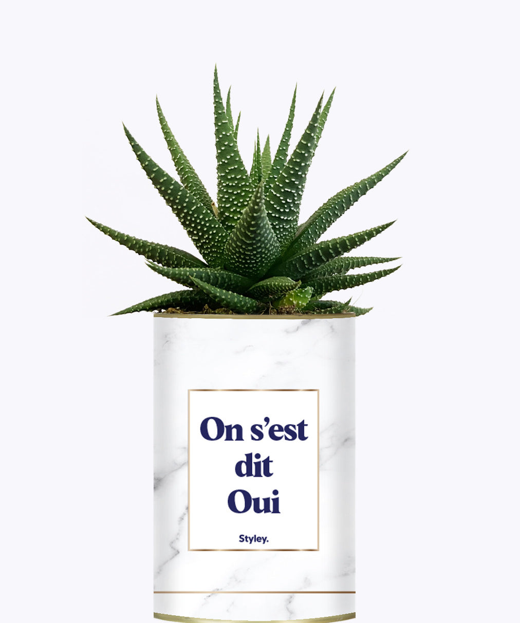 On s'est dit oui - Plante
