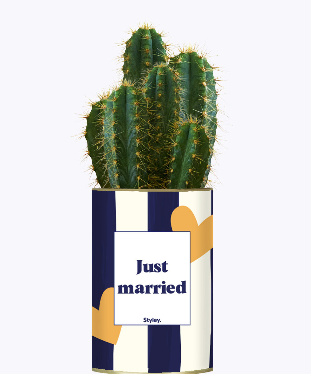 Just married - Plante
