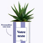 Rayures Parmes - Plante personnalisable