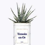 Témoins en Or - Plante