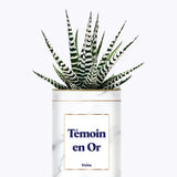 Témoins en Or - Plante