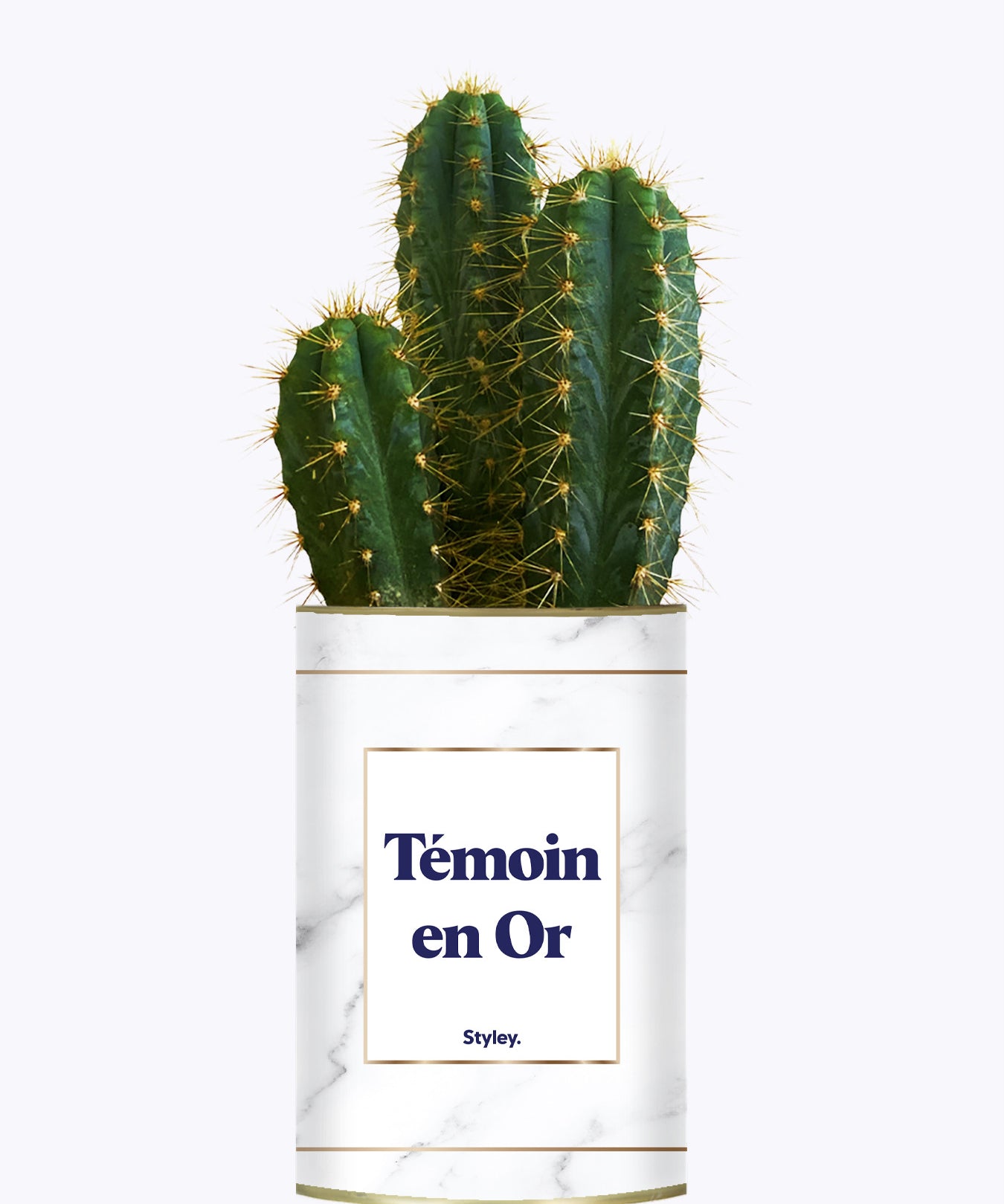 Témoins en Or - Plante