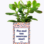 Pas mal ton nouveau mari - Plante