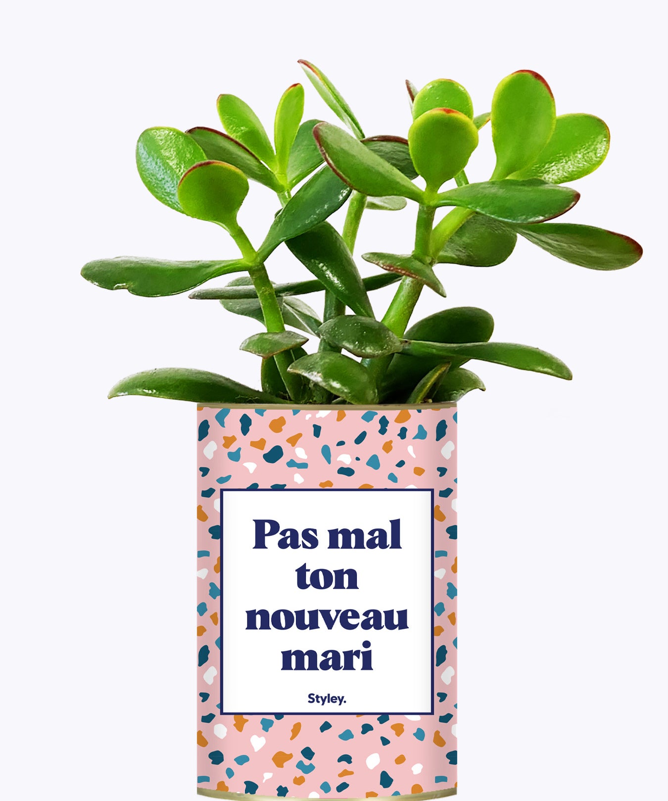 Pas mal ton nouveau mari - Plante