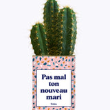 Pas mal ton nouveau mari - Plante