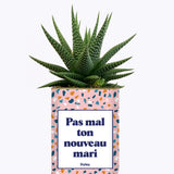 Pas mal ton nouveau mari - Plante