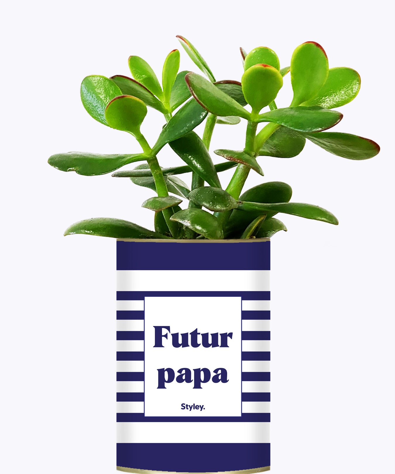 Futur papa - Plante