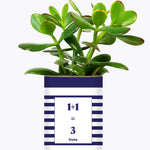 1 plus 1 égal 3 - Plante