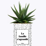 La famille s'agrandit - Plante