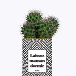Laissez maman dormir - Plante