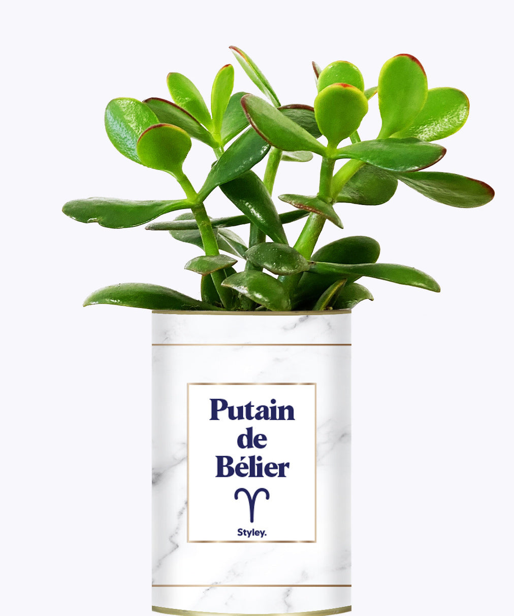Putain d'astro - Plante zodiac