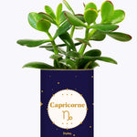 Astrologie - Plante zodiac