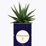 Astrologie - Plante zodiac
