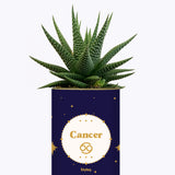Astrologie - Plante zodiac