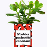 N'oublie pas les clés en sortant - Cactus