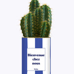 Bienvenue chez nous - Cactus