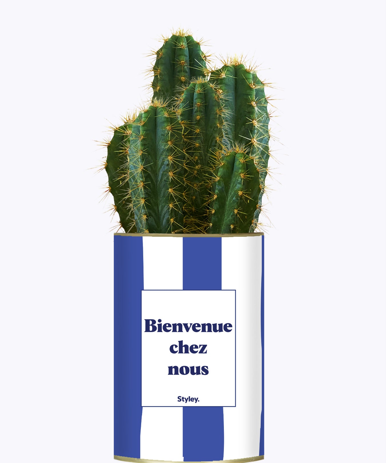 Bienvenue chez nous - Cactus
