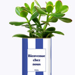 Bienvenue chez nous - Cactus
