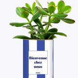 Bienvenue chez nous - Cactus