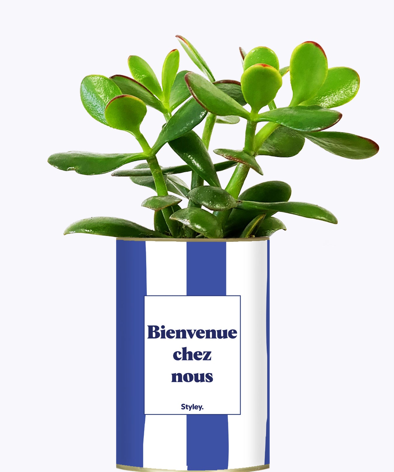Bienvenue chez nous - Cactus