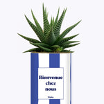 Bienvenue chez nous - Cactus