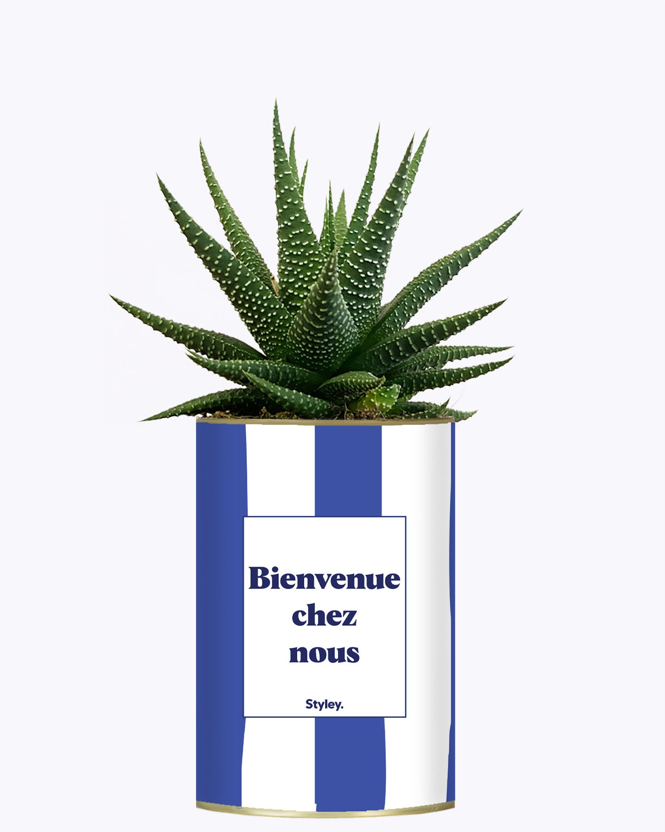 Bienvenue chez nous - Cactus