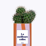 La meilleure colloc - Cactus